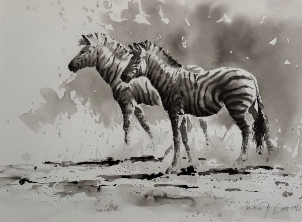 Zebra by Julia Cassels